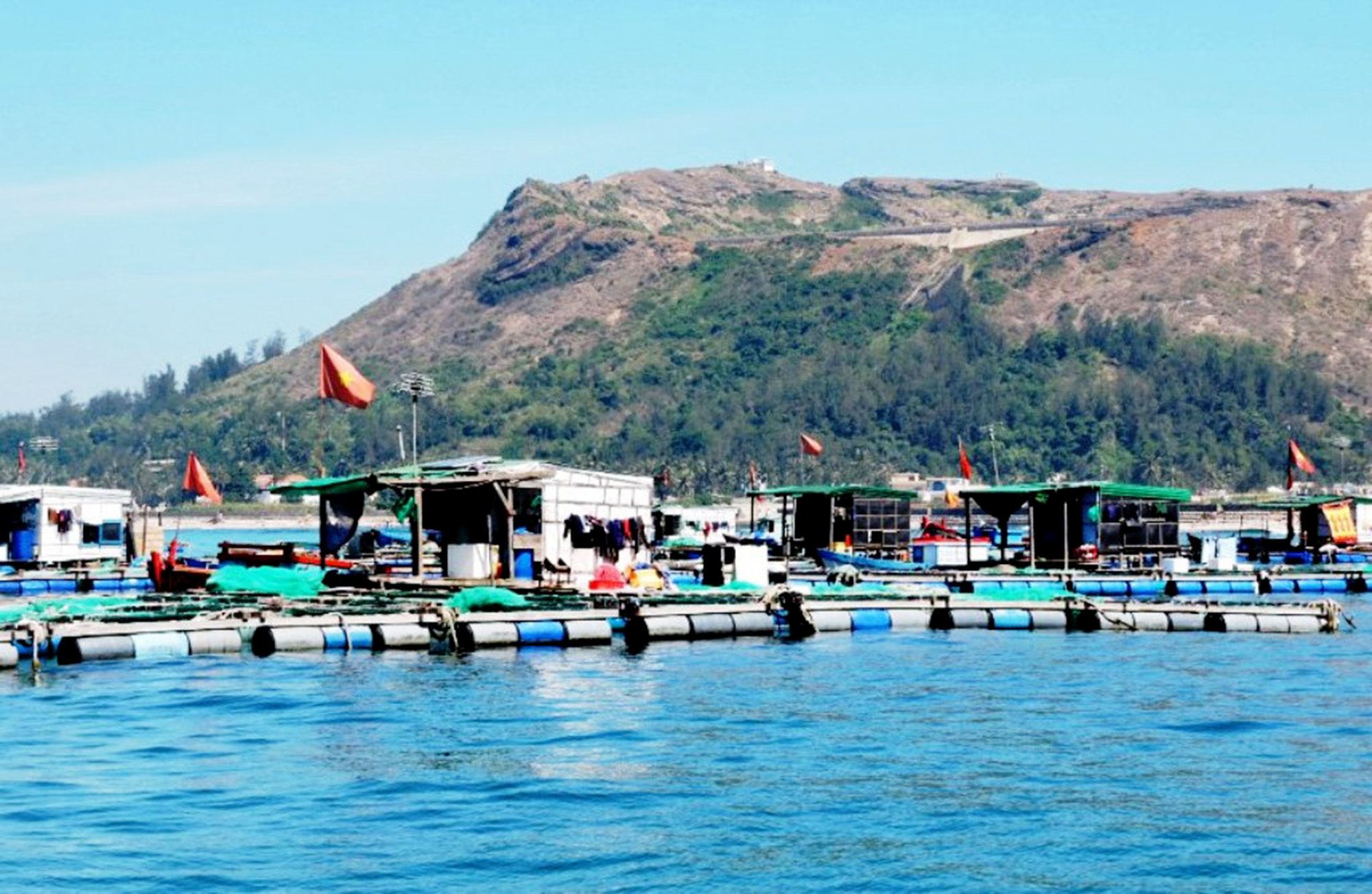  Nuôi cá bớp thương phẩm đã giúp nhiều hộ nuôi ở đảo Lý Sơn, tỉnh Quảng Ngãi có thêm nguồn thu nhập đáng kể, trở thành mô hình hiệu quả tiên phong đất đảo.